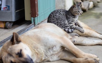 Najčešće kožne bolesti u pasa i mačaka