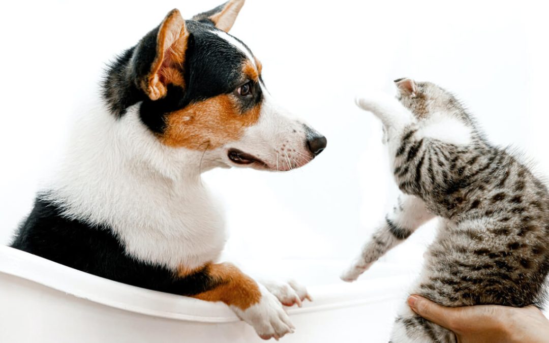Stomatološki problemi u pasa i mačaka