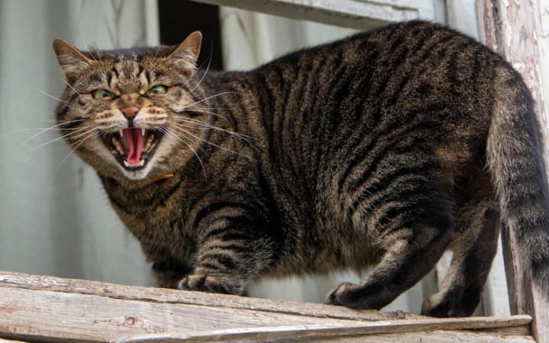 Agresivne mačke – problem za vlasnike